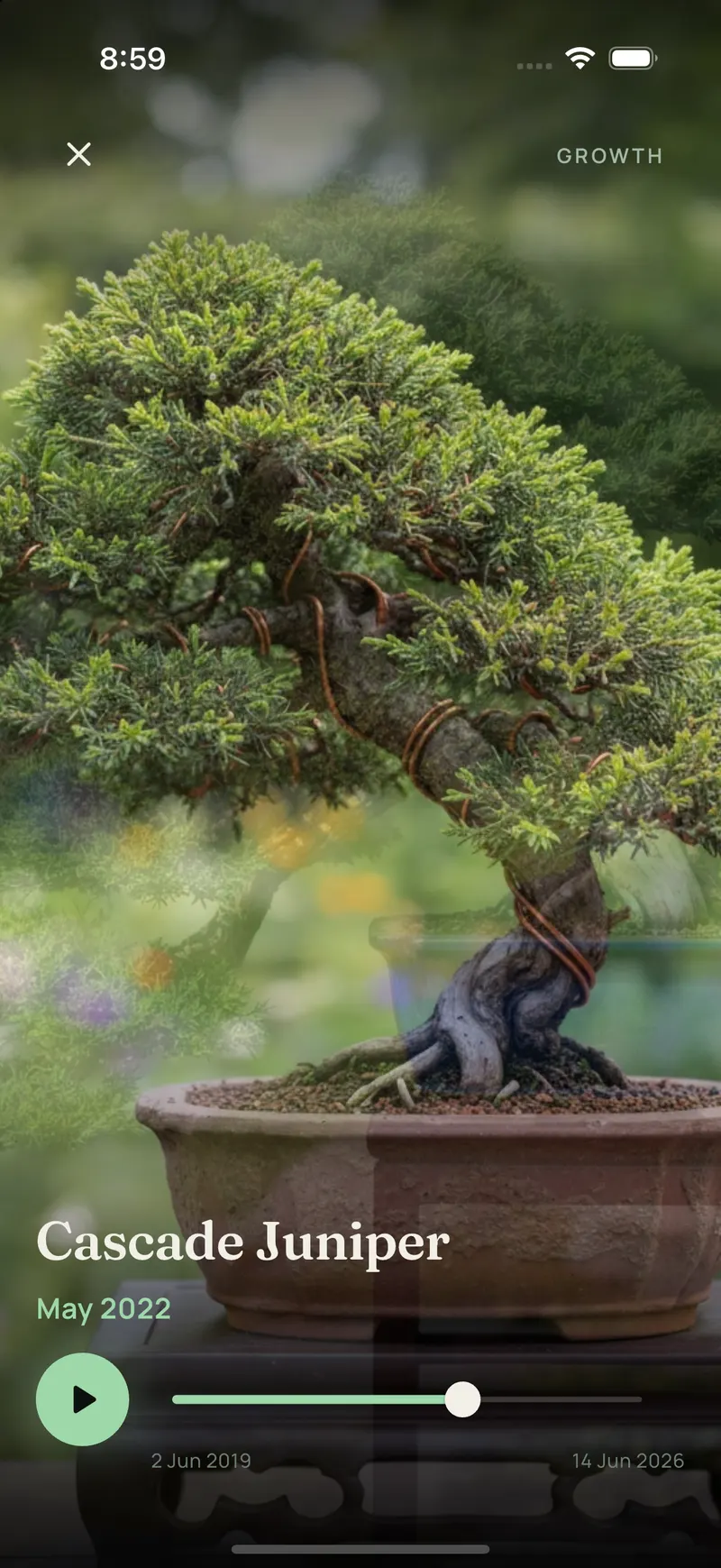 App screenshot of the Growth scrubber playing a cascade juniper's photo history, paused at May 2022 on a timeline running from June 2019 to June 2026